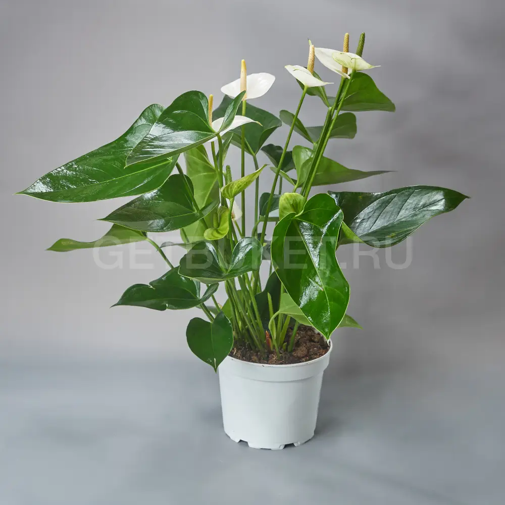 213123 Антуриум белый