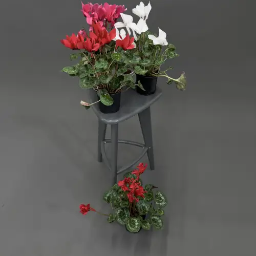 Цикламен в ассортименте